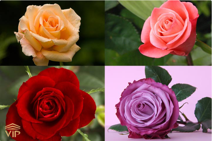 Screenshot 2025-06-27 232749