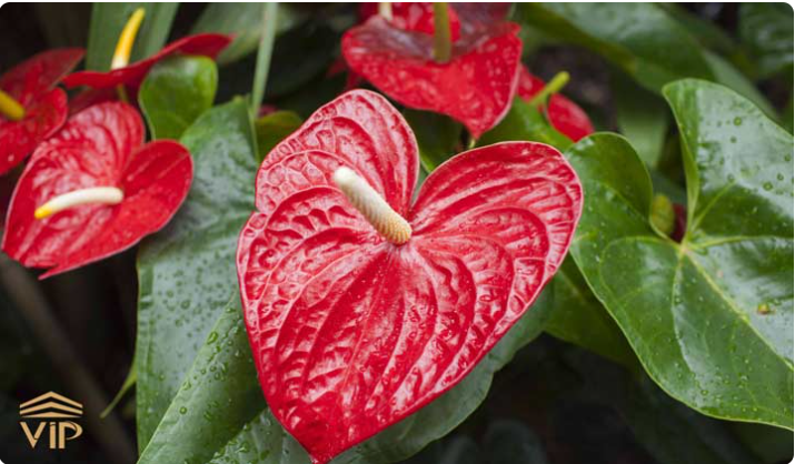 Screenshot 2025-06-27 233114